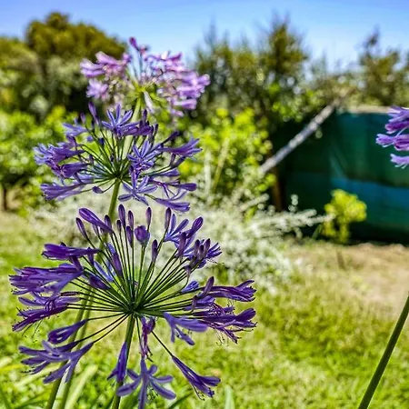 Lorelei Couette-café